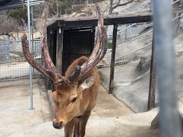 しろとり動物園に投稿された画像（2021/2/16）