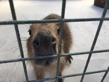 しろとり動物園に投稿された画像（2021/2/16）