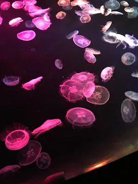 すみだ水族館に投稿された画像（2021/2/17）