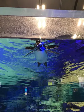 すみだ水族館に投稿された画像（2021/2/17）
