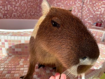 原宿かわいい動物園に投稿された画像（2021/2/17）