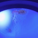 サンシャイン水族館に投稿された画像（2021/2/18）