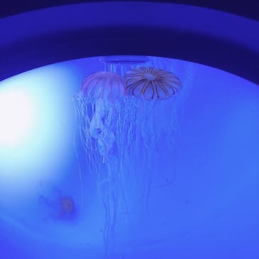 サンシャイン水族館に投稿された画像（2021/2/18）