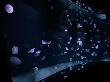 サンシャイン水族館に投稿された画像（2021/2/18）