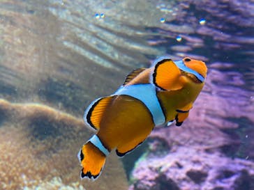 サンシャイン水族館に投稿された画像（2021/2/18）