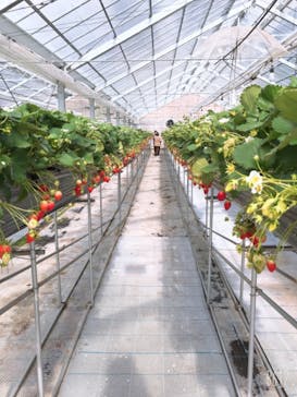 いのさんの観光農園に投稿された画像（2021/2/18）