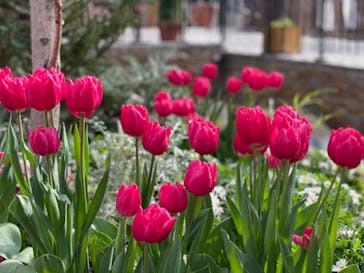 安城産業文化公園デンパークに投稿された画像（2021/2/18）