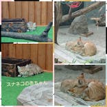 神戸どうぶつ王国に投稿された画像（2021/2/19）