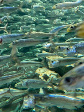 サンシャイン水族館に投稿された画像（2021/2/19）