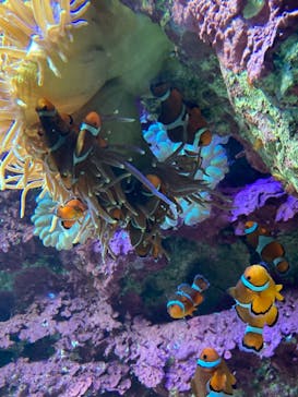 サンシャイン水族館に投稿された画像（2021/2/19）