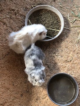 成田ゆめ牧場に投稿された画像（2021/2/20）