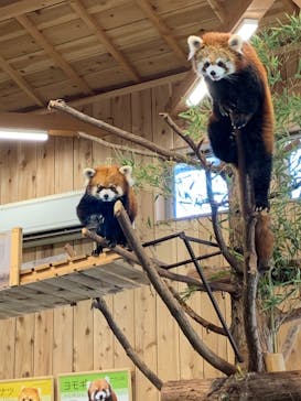 伊豆シャボテン動物公園に投稿された画像（2021/2/20）