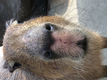 神戸どうぶつ王国に投稿された画像（2021/2/20）