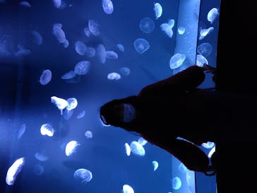 サンシャイン水族館に投稿された画像（2021/2/20）