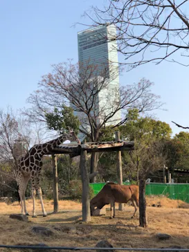 天王寺動物園に投稿された画像（2021/2/20）