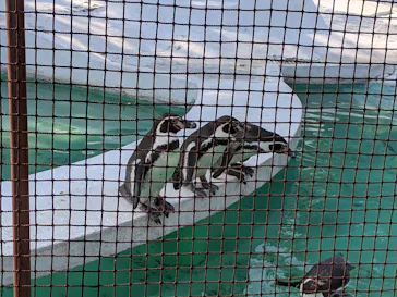 天王寺動物園に投稿された画像（2021/2/20）