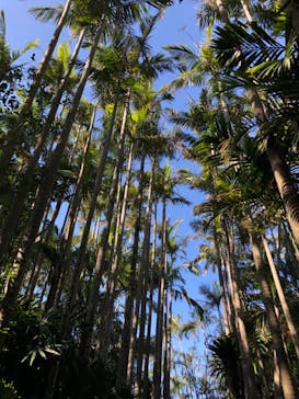 美らヤシパークオキナワ・東南植物楽園に投稿された画像（2021/2/20）