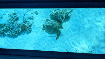 tome cruiseに投稿された画像（2021/2/20）