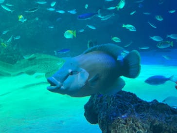 サンシャイン水族館に投稿された画像（2021/2/20）