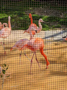 天王寺動物園に投稿された画像（2021/2/20）