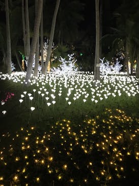 美らヤシパークオキナワ・東南植物楽園に投稿された画像（2021/2/20）