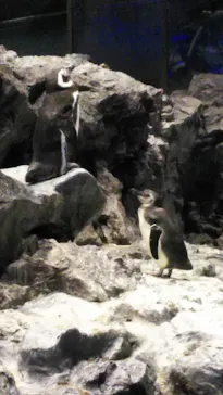 すみだ水族館に投稿された画像（2021/2/20）
