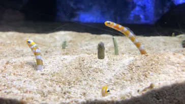 すみだ水族館に投稿された画像（2021/2/21）