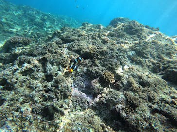 MalDive（モルダイブ）に投稿された画像（2021/2/21）