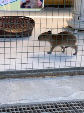 しろとり動物園に投稿された画像（2021/2/21）