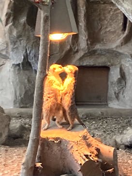 那須どうぶつ王国に投稿された画像（2021/2/21）