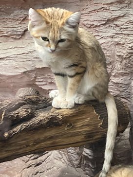 那須どうぶつ王国に投稿された画像（2021/2/21）