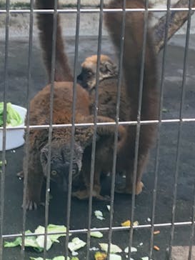 ネオパークオキナワに投稿された画像（2021/2/21）