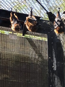 ネオパークオキナワに投稿された画像（2021/2/21）