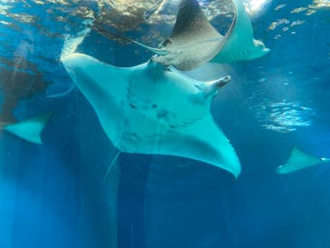 マクセル アクアパーク品川に投稿された画像（2021/2/21）