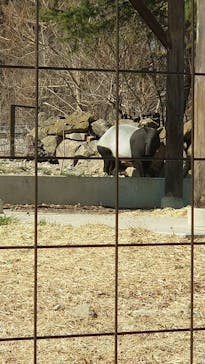 群馬サファリパークに投稿された画像（2021/2/21）