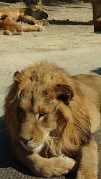 群馬サファリパークに投稿された画像（2021/2/21）