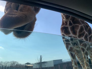 那須サファリパークに投稿された画像（2021/2/21）