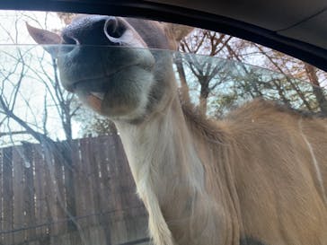 那須サファリパークに投稿された画像（2021/2/21）