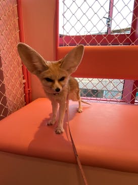 原宿かわいい動物園に投稿された画像（2021/2/21）