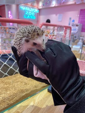 原宿かわいい動物園に投稿された画像（2021/2/21）