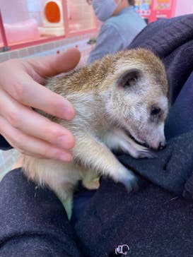 原宿かわいい動物園に投稿された画像（2021/2/21）