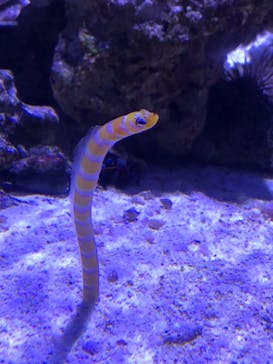 マクセル アクアパーク品川に投稿された画像（2021/2/21）