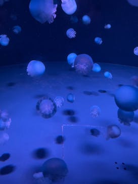 京都水族館に投稿された画像（2021/2/21）