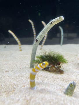 京都水族館に投稿された画像（2021/2/21）