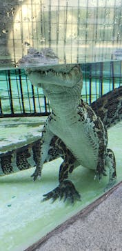 熱川バナナワニ園に投稿された画像（2021/2/21）