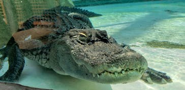 熱川バナナワニ園に投稿された画像（2021/2/21）