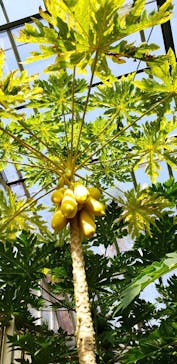 熱川バナナワニ園に投稿された画像（2021/2/21）