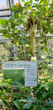 熱川バナナワニ園に投稿された画像（2021/2/21）