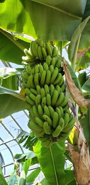 熱川バナナワニ園に投稿された画像（2021/2/21）