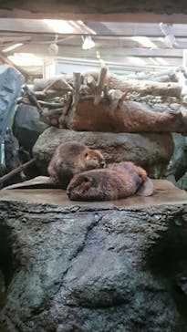 神戸どうぶつ王国に投稿された画像（2021/2/21）